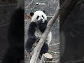I'm Ready To Catch, You Can Fall Down Now | iPanda #shorts