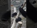 I'm Ready To Catch, You Can Fall Down Now | iPanda #shorts