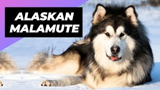 Alaskan Malamute 🐶 The Fluffiest Snow Dog You