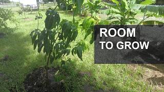 Why We Planted a Valencia Pride Mango Tree in Florida