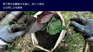 #363【土耕栽培】安納芋（あんのういも）植える