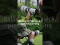 Introducing FE 600mm F6.3 GM OSS | Sony | α Lens #shorts