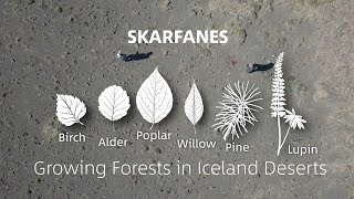 Skarfanes - Growing forests in Iceland deserts