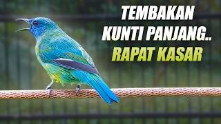 MASTERAN KUNTI MENJERIT!! CUCAK KINOI GACOR FULL ISIAN CUNGKOK NEMBAK KUNTILANAK PANJANG JERNIH JEDA