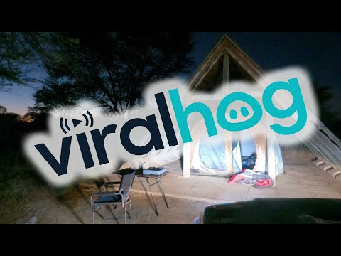 Lion Climbs Into Campers Tent || ViralHog