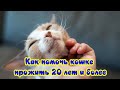 Как помочь кошке прожить 20 лет и больше How to help a cat live for 20 years or more