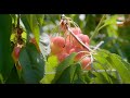 Cherries from Washington I Washington Grown I S11E14