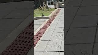 No vas a creer lo que encontramos en la plaza 😳🐦🐓 #puertorico