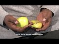 Op Pad 20 on 20 March 2019: The Fruit that you Bear