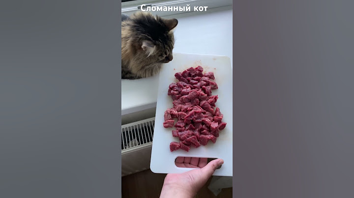 Жестокое обращение с котом заставляют есть мясо!