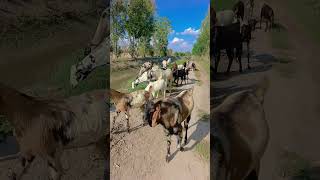 #viralshorts #gujjar #farm #shortfeed #hariyana #rajasthan @sanjaykhatana978 #video#goat #farming