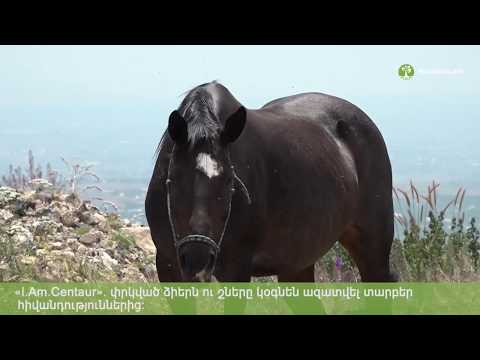 Video: Իռլանդական խեցգետնի ձիերի ցեղատեսակ հիպոալերգենային, առողջության և կյանքի տևողություն