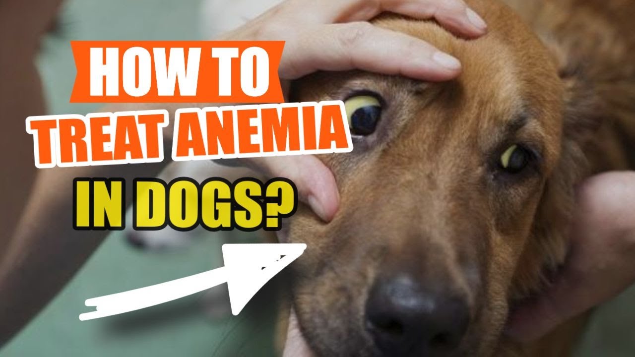 🩸HOW TO Treat ANEMIA in DOGS 🐶(Causes of Anemia) - YouTube