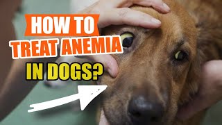 🩸HOW TO Treat ANEMIA in DOGS  🐶(Causes of Anemia) by Veterinary Network 24 views 2 days ago 5 minutes, 24 seconds