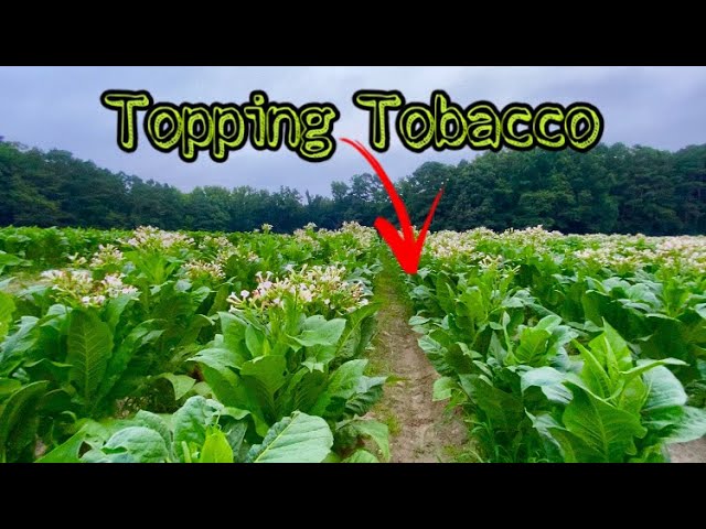 Topping Tobacco on a 600 Acre Farm
