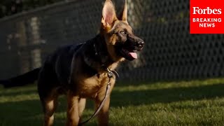 'Hey, Pal': Biden Family Welcome New Puppy To The White House
