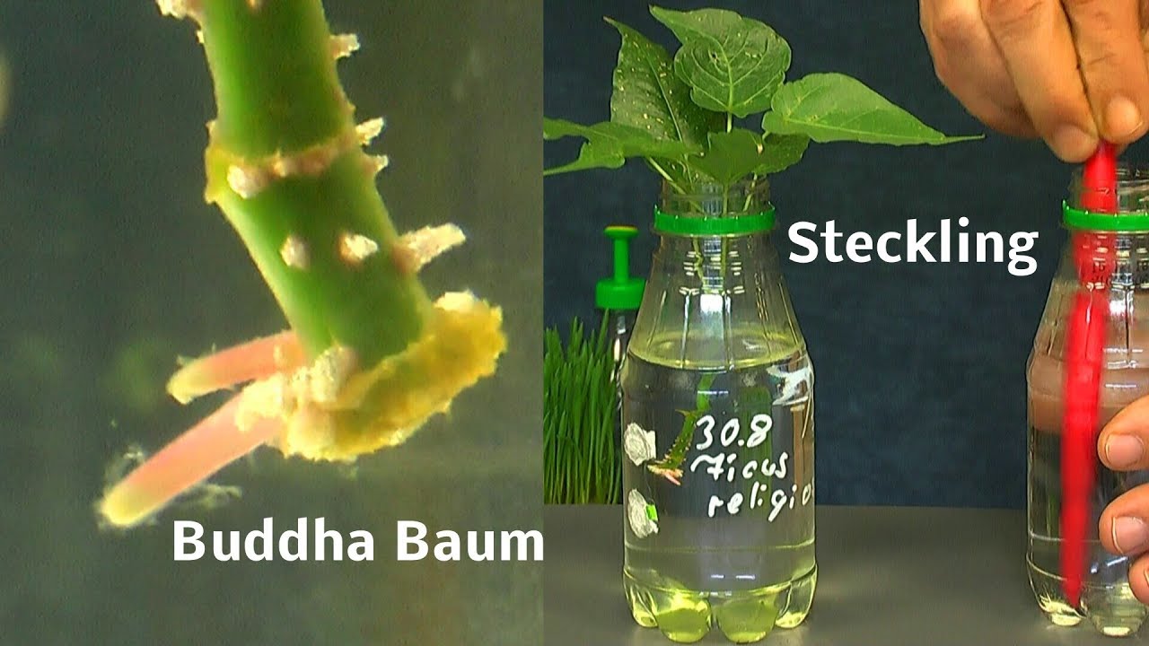 Ficus religiosa Steckling Anzucht vom Buddhabaum ganz einfach bewurzelt  Muttant Chilis im Update