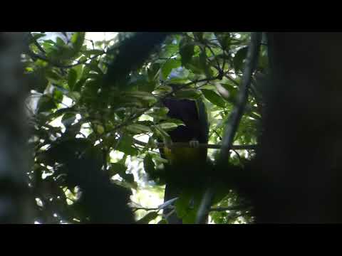 Wompoo Fruit-Dove, Ptilinopus