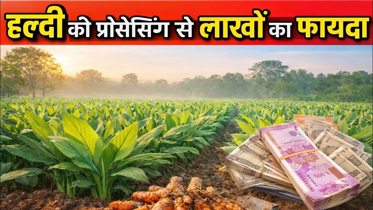 Turmeric processing का सही तरीका,Haldi ki kheti की जानकारी | हल्दी को साफ करने के लिए बेहतरीन जुगाड़