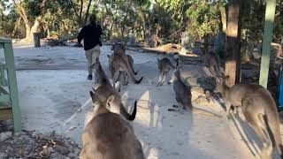 Walkabout Wildlife Sanctuary