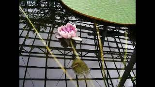 特集オオオニバスの開花