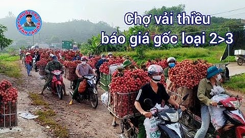 Báo giá gốc loại 2 ,3 chợ vải thiều sáng nay tại ngã ba tân hoa lục ngạn bắc giang 10/6/2021