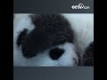 사상 가장 귀여운 기자 회견, 세마리의 아기 판다 백일 경축 | CCTV 한국어방송