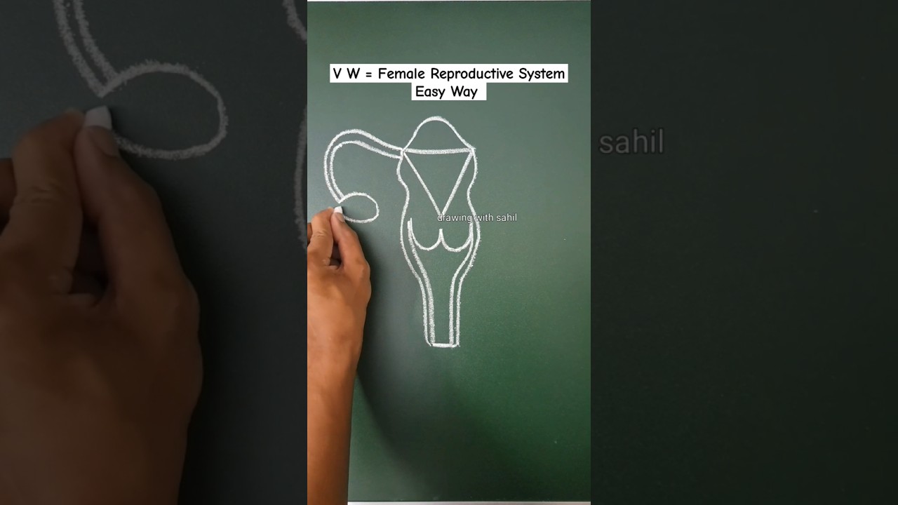 V W Word Easy to Draw Female Reproductive System 😲👍 
