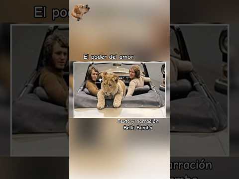 El poder del amor #bellabamba #historiasdeanimales #carnavalconshortsrojo