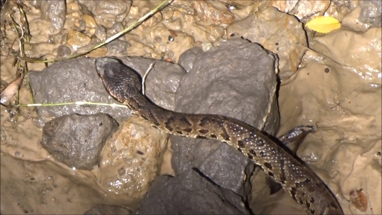 Water moccasin, cottonmouth, Wassermokassinotter, Agkistrodon