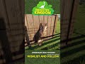 Wall mounted dinosaur?? | Prehistoric Kingdom