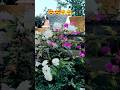 raw footage of nature 😍😍🤗🤗#nature #flowers #rose #youtubeshorts #jayantkumar9128 #minivlog
