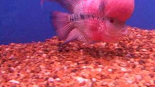 DSCF6592.AVI