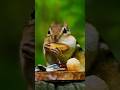 Chipmunks #chipmunk #chipmunks #adorable #nature #naturelovers #cheeks