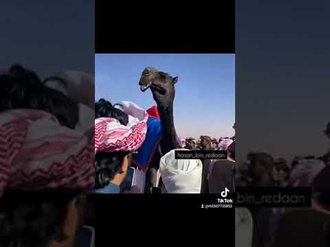 قعود بن نشير ولد بعيره النايف اختم اعجابك بذكر الله والصلاة على النبي