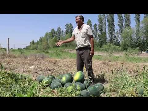 Mevsimlik tarım işçileri