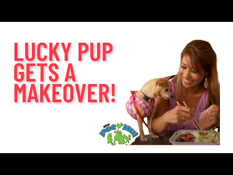 xtreme-puppy-makeover-mobile:-angel