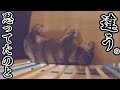 3ヶ月ぶりに会いに行ったのに気づいてすらくれない犬