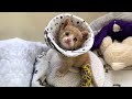 Rescue Tiny Kitten Was Crying Because His Broken Leg