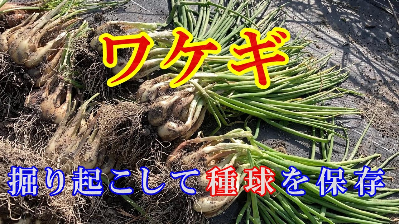 ワケギ 掘り起こして種球を保存 - YouTube