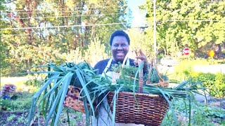 Fall Is Here! Rushing To Harvest Some of The Summer Crops