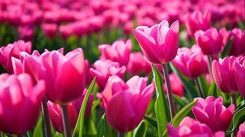 ASM 2: Lab 5: Tìm hiểu về trình duyệt web