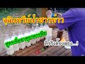 จุลินทรีย์น้ำซาวข้าวสูตรเพิ่มธาตุอาหารพืชด้วยจุลินทรีย์