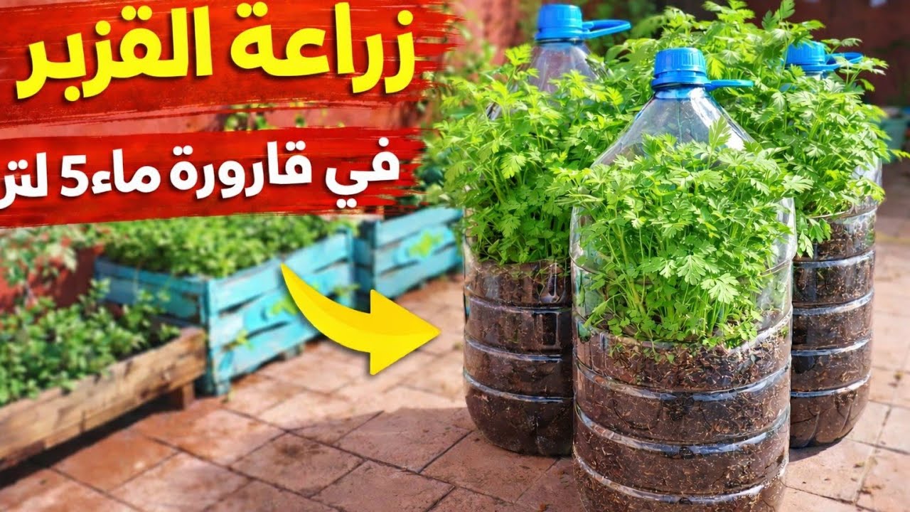 زراعة القزبر في قارورة ماء 5 لتر | نتيجة مذهلة 🌿