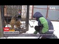 Волонтерам у Житомирській області довелося рятувати вівчарку снодійним