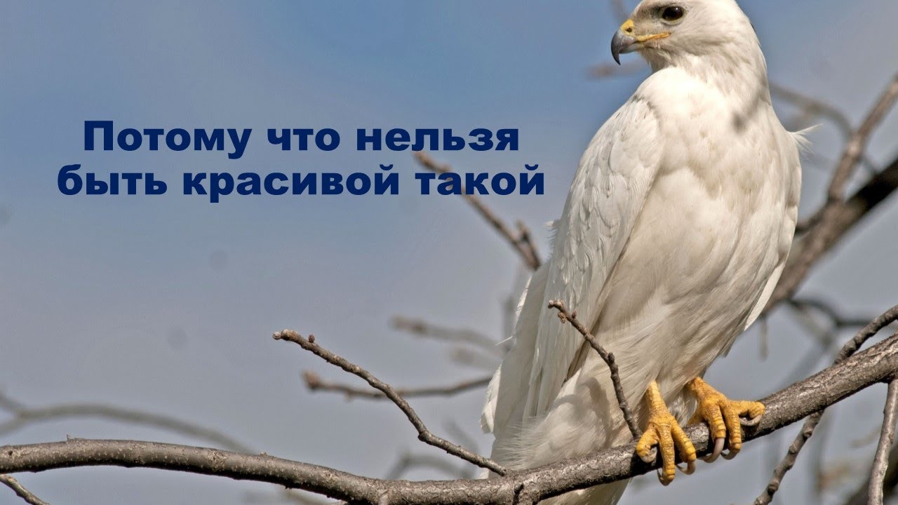 Белый орёл Потому что нельзя быть красивой такой YouTube