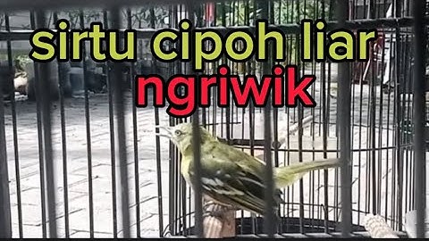 diku sirtu cipow ngriwik #sirtugacor #burung @AndikaUlinnuha-gz8ss