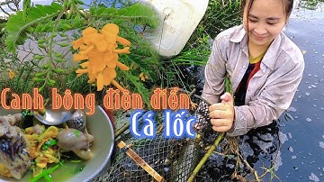 Con Cá Lóc Khủng Bị Xa Lưới Và Nồi Canh Chua Cá Kho Hết Sảy /Đạt Nguyễn Cần Giờ