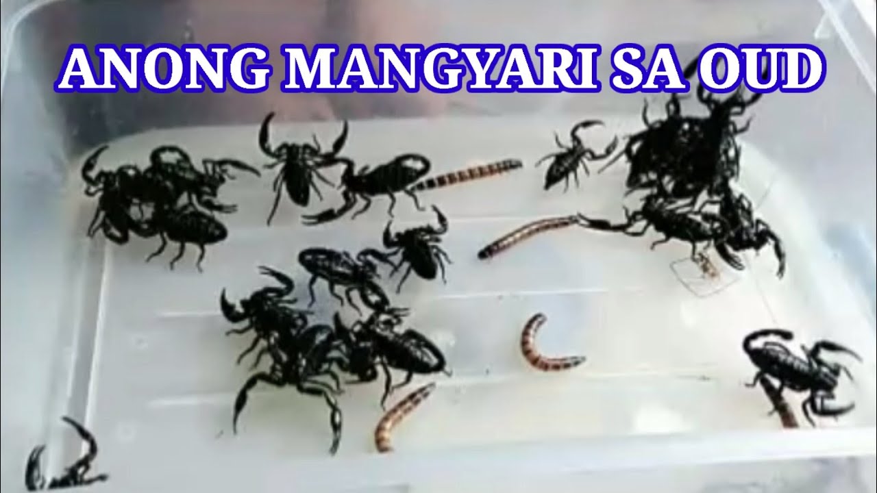 ANONG MANGYARI SA OUD/WORMS 23 ALAKDAN 🦂#bonsaiandscorpions - YouTube