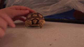 what kind of turtle we got at petco?
